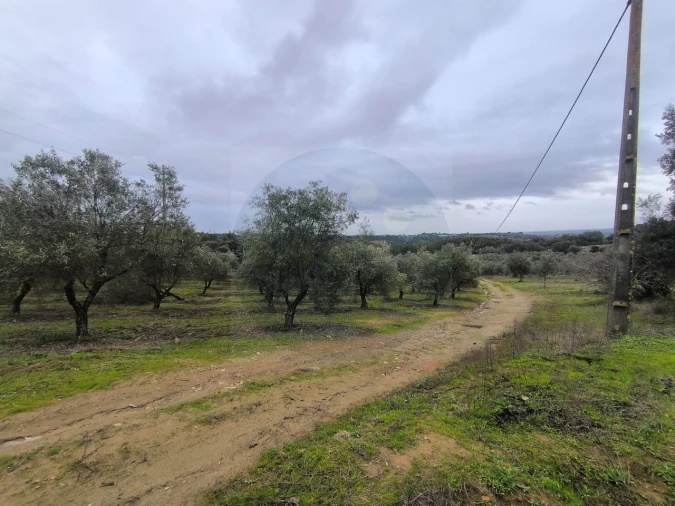 Quinta para Venda em Valhascos Foto 47