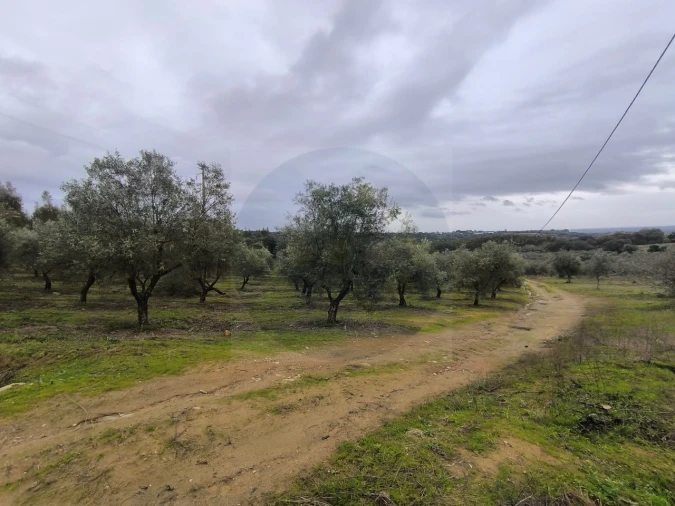 Quinta para Venda em Valhascos Foto 48