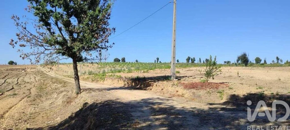 Quinta para Venda em Sameice e Santa Eulália Foto 17