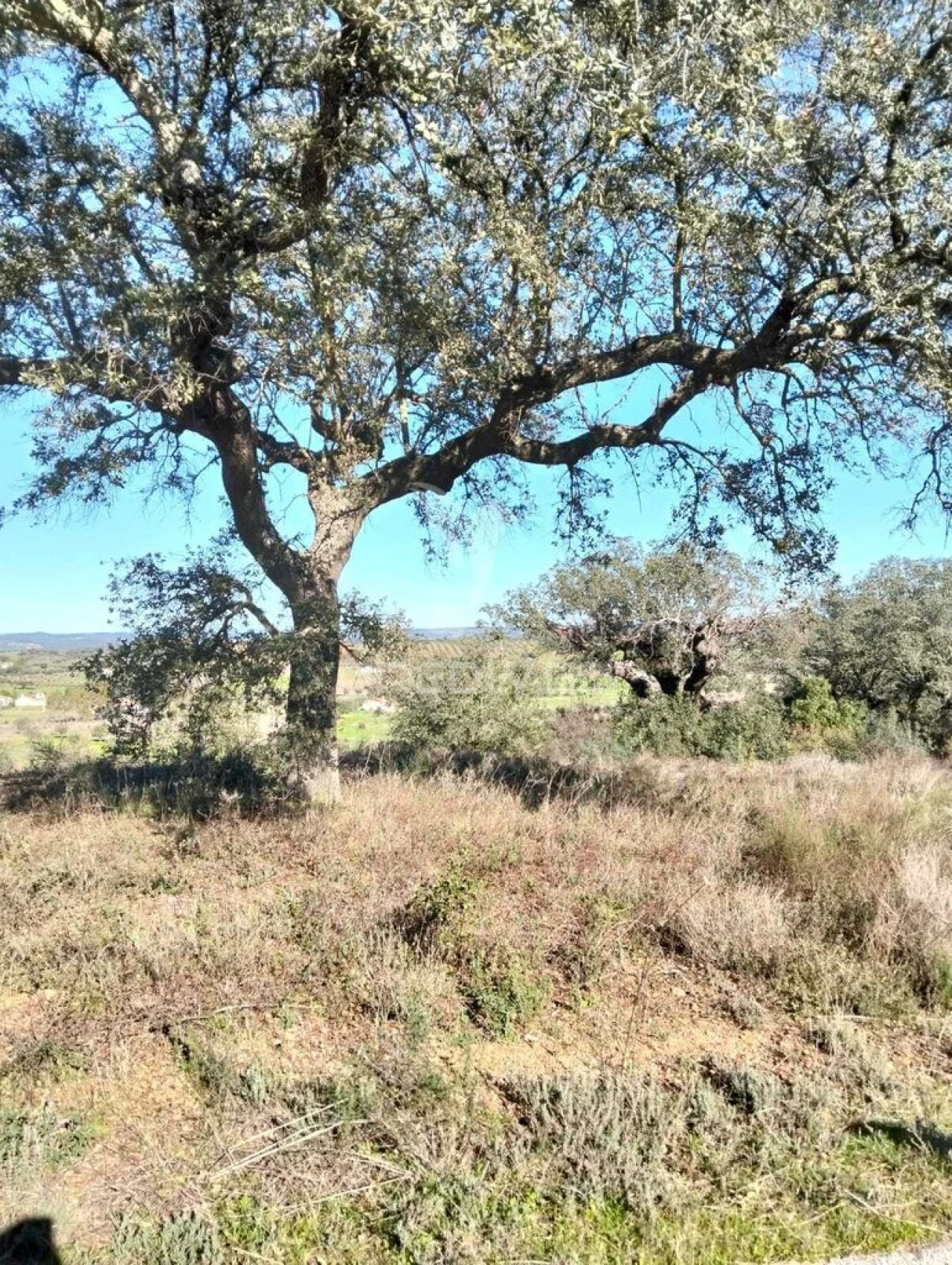 Terreno para Venda em Nossa Senhora da Conceição, São Brás dos Matos, Juromenha Foto 14
