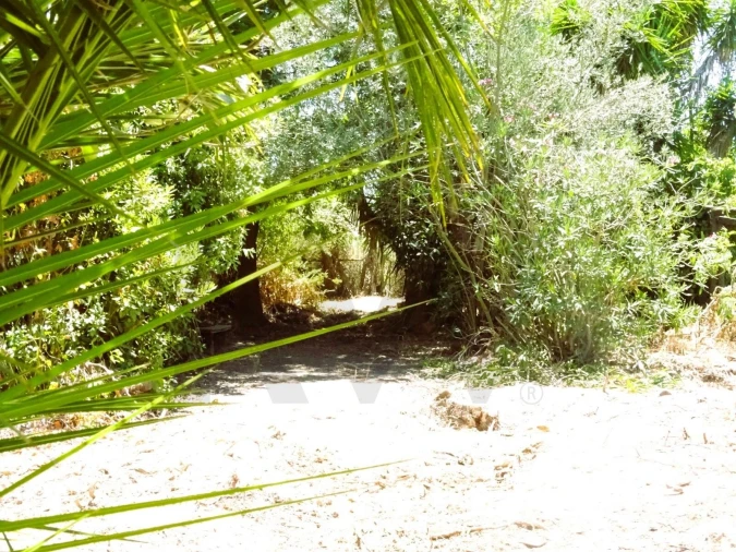 Quinta para Venda em Branca Foto 9