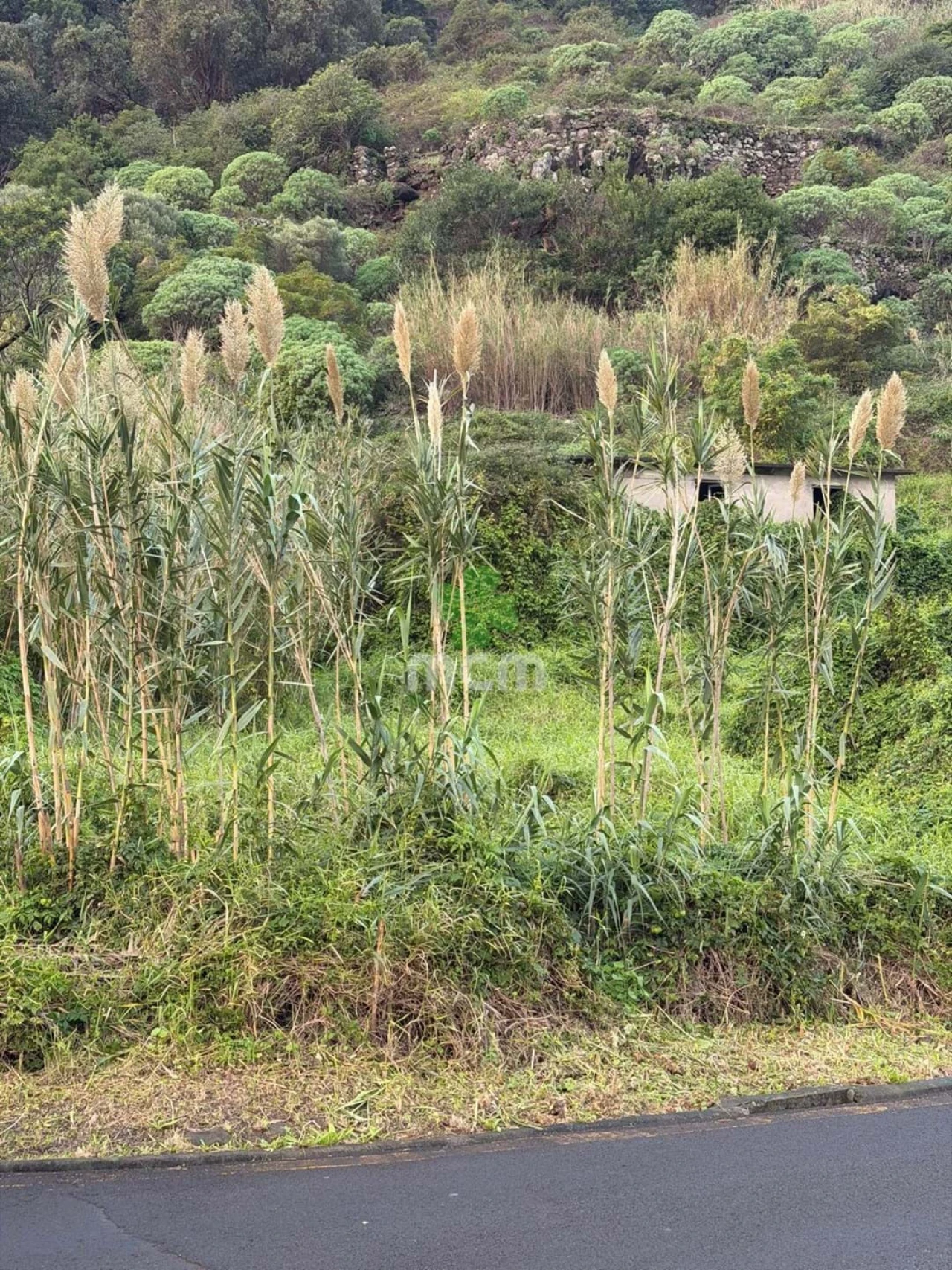 Terreno para Venda em Santa Cruz Foto 3