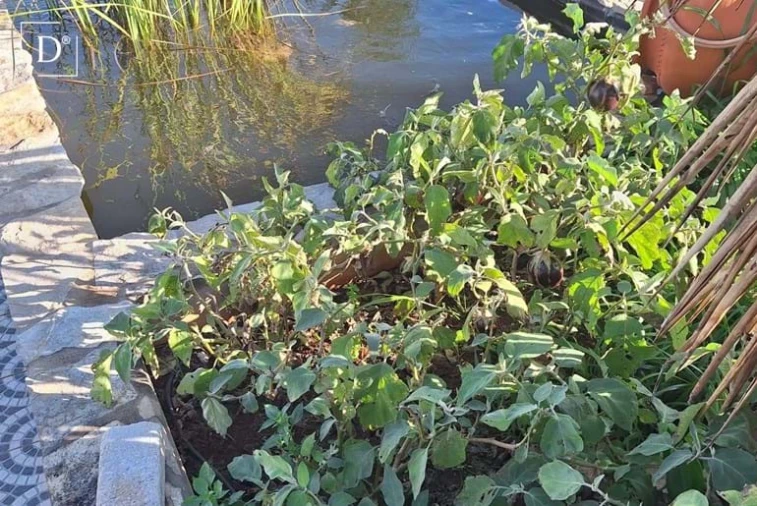 Moradia T4 para Venda em São Silvestre Foto 34