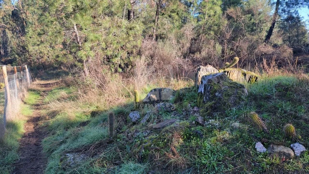 Terreno Agricola ou Rústico para Venda em Benquerenças Foto 47