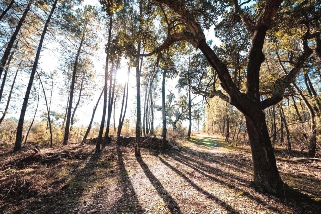 Terreno Agricola ou Rústico para Venda em Benquerenças Foto 42