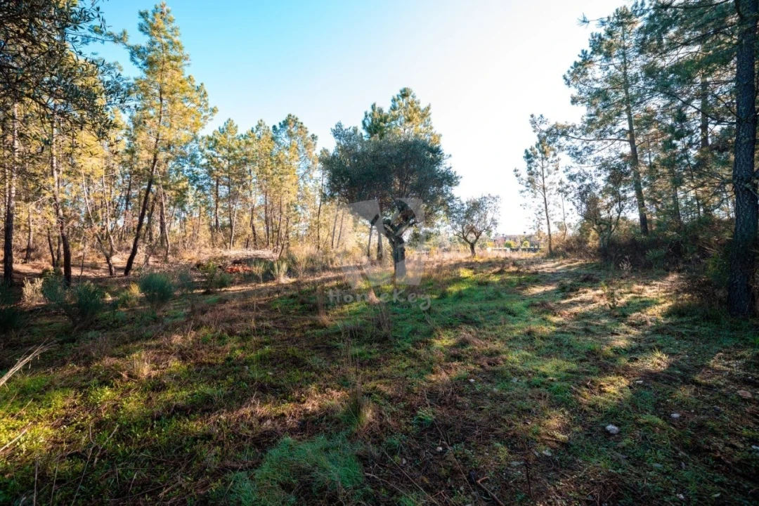 Terreno Agricola ou Rústico para Venda em Benquerenças Foto 33