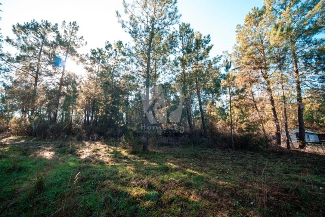Terreno Agricola ou Rústico para Venda em Benquerenças Foto 34