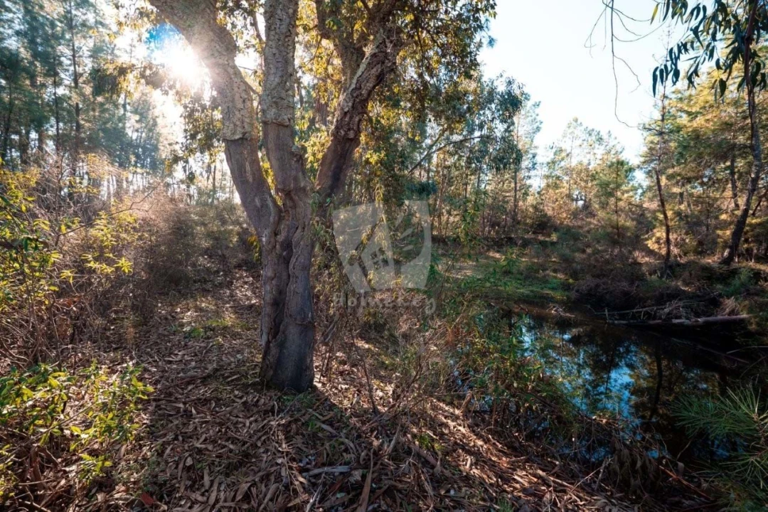 Terreno Agricola ou Rústico para Venda em Benquerenças Foto 11