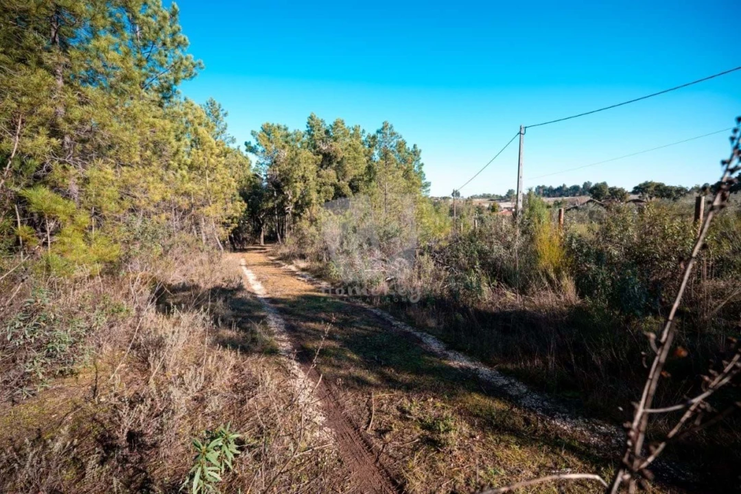 Terreno Agricola ou Rústico para Venda em Benquerenças Foto 8