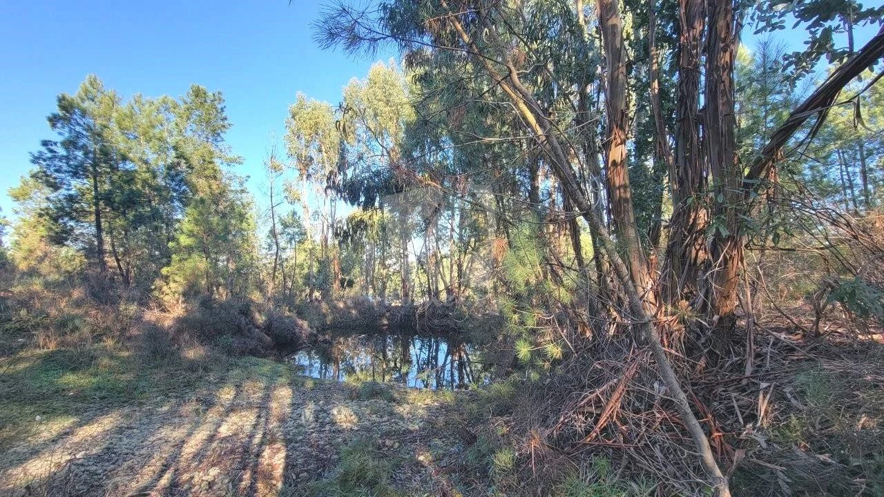 Terreno Agricola ou Rústico para Venda em Benquerenças Foto 45