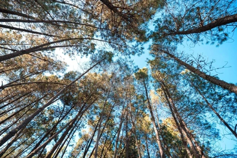 Terreno Agricola ou Rústico para Venda em Benquerenças Foto 37