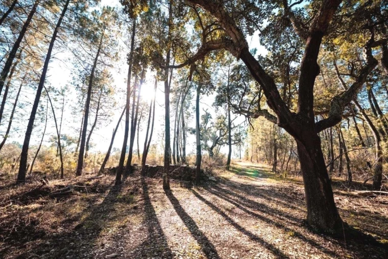 Terreno Agricola ou Rústico para Venda em Benquerenças Foto 42