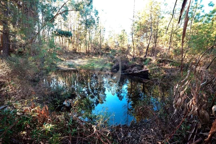 Terreno Agricola ou Rústico para Venda em Benquerenças Foto 4