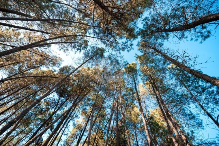 Terreno Agricola ou Rústico para Venda em Benquerenças Foto 37