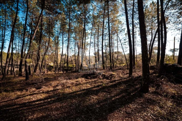 Terreno Agricola ou Rústico para Venda em Benquerenças Foto 10