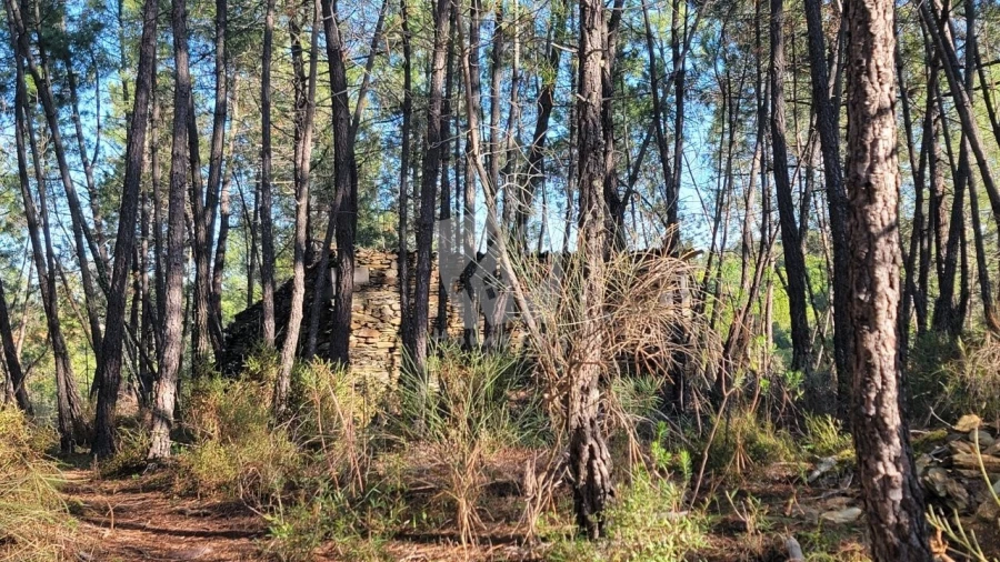 Terreno Agricola ou Rústico para Venda em Benquerenças Foto 3