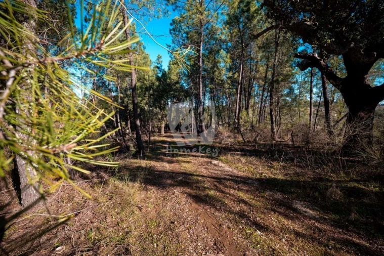 Terreno Agricola ou Rústico para Venda em Benquerenças Foto 9