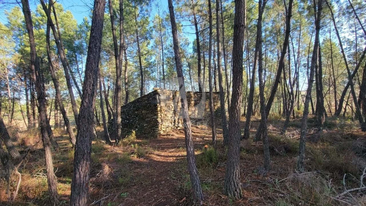 Terreno Agricola ou Rústico para Venda em Benquerenças Foto 38