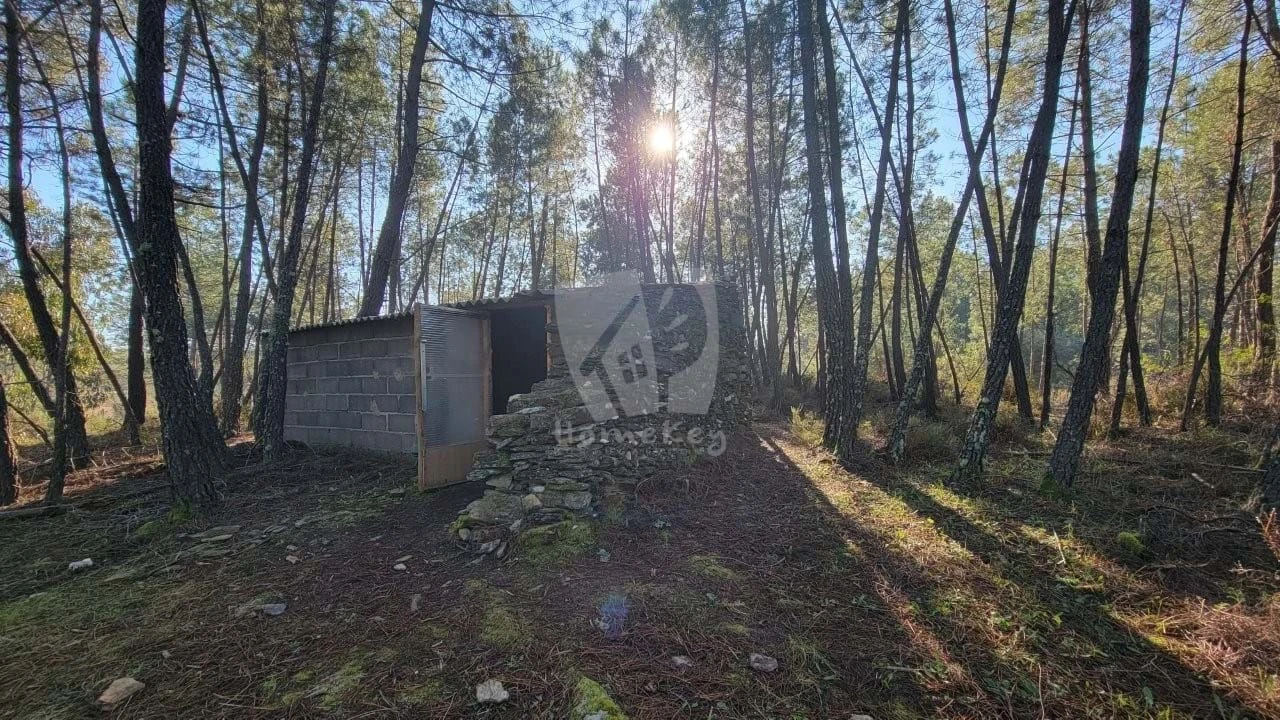 Terreno Agricola ou Rústico para Venda em Benquerenças Foto 39