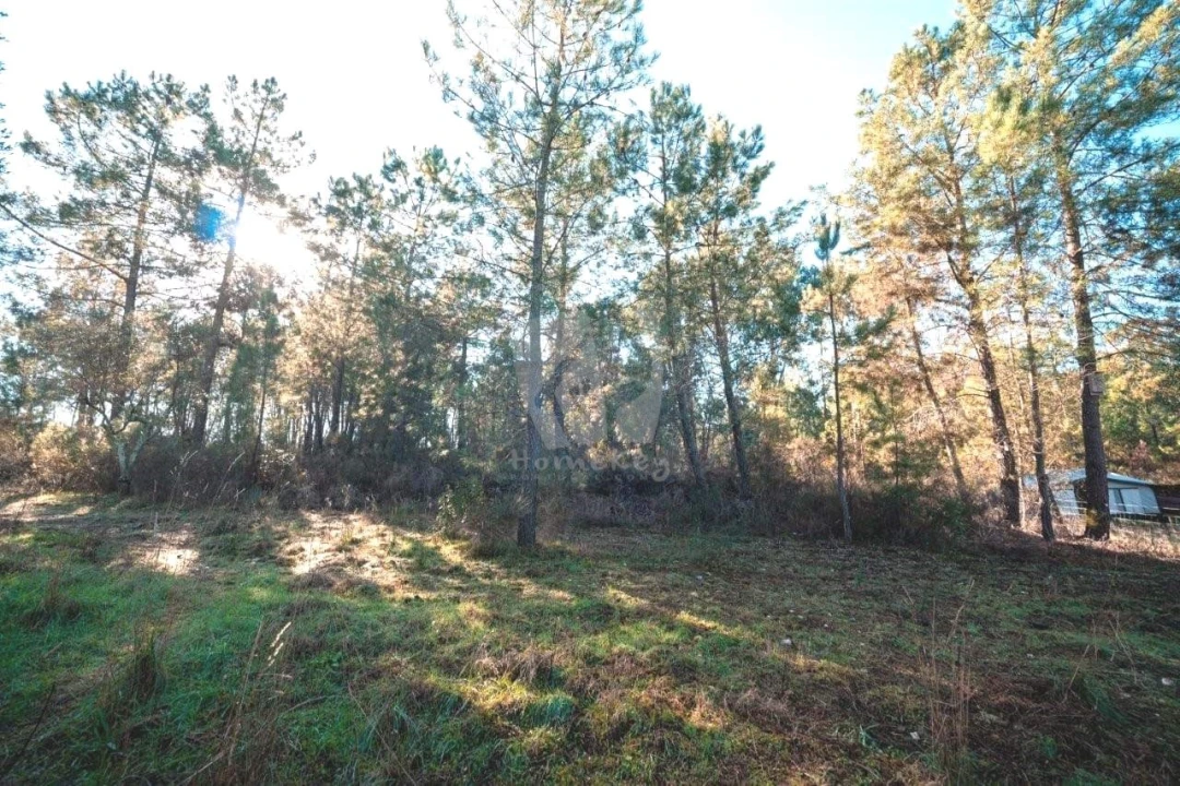 Terreno Agricola ou Rústico para Venda em Benquerenças Foto 34