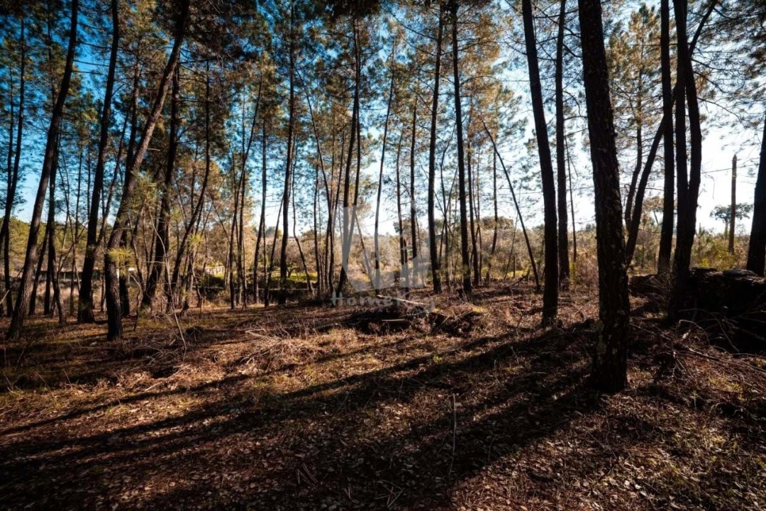 Terreno Agricola ou Rústico para Venda em Benquerenças Foto 10