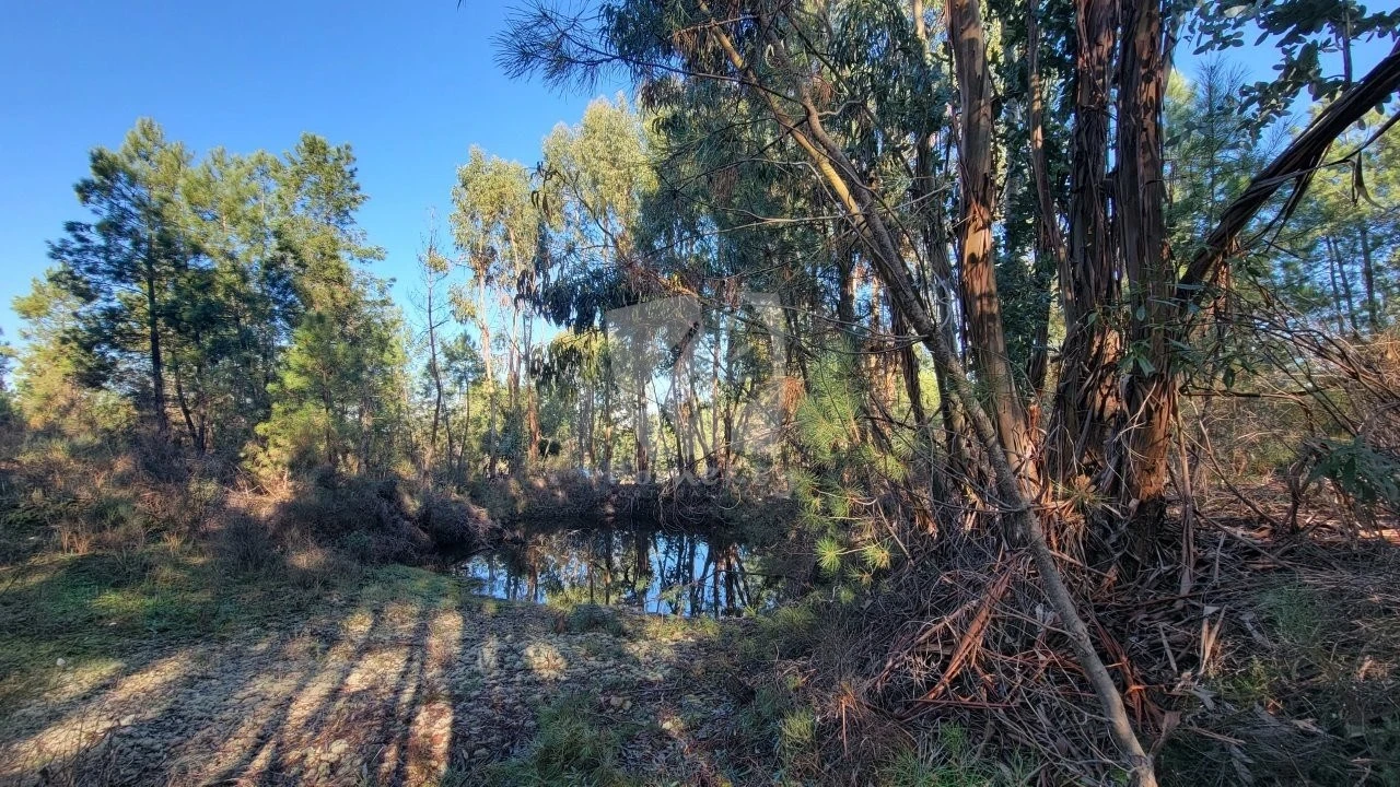 Terreno Agricola ou Rústico para Venda em Benquerenças Foto 45