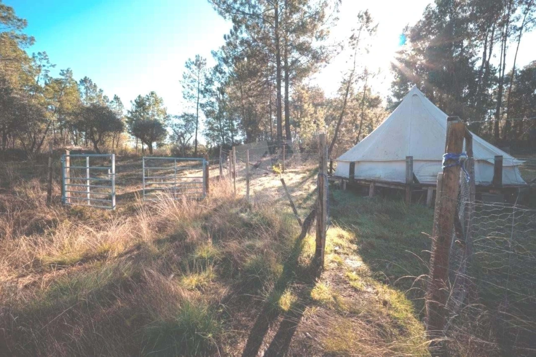 Terreno Agricola ou Rústico para Venda em Benquerenças Foto 31