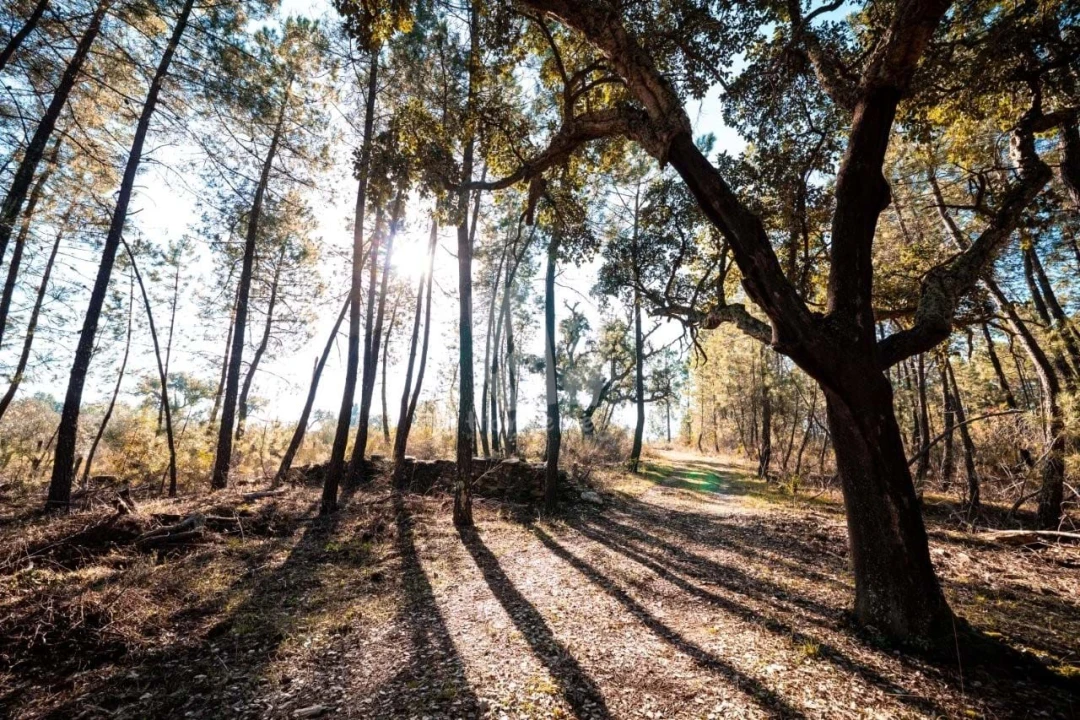 Terreno Agricola ou Rústico para Venda em Benquerenças Foto 42