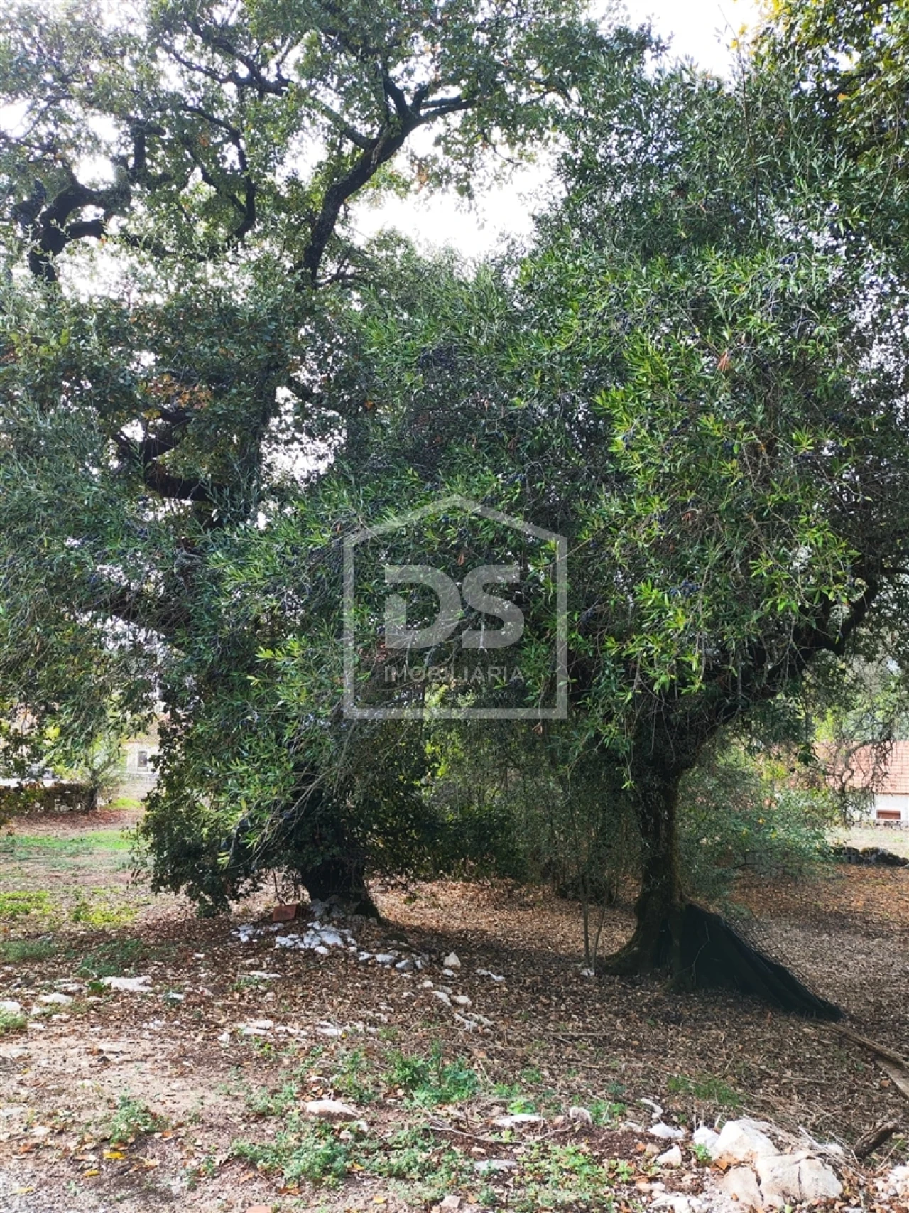 Moradia T3 para Venda em Nossa Senhora das Misericordias Foto 6