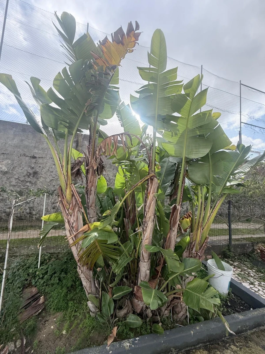 Moradia T4 para Venda em Quinta do Anjo Foto 18