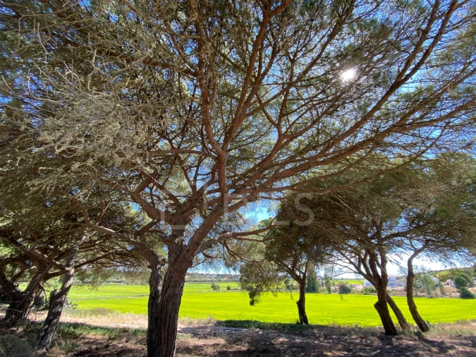 Terreno para Venda em Santa Maria do Castelo e Santiago e Santa Susana Foto 15