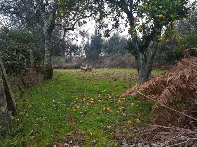 Quinta para Venda em Couto de Baixo e Couto de Cima Foto 7