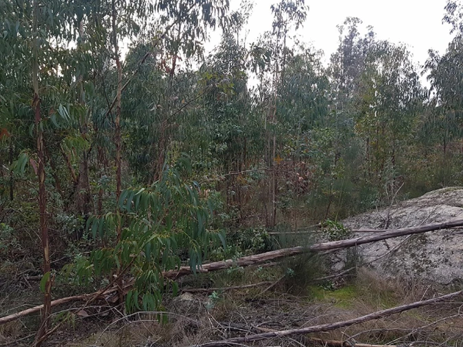 Quinta para Venda em Couto de Baixo e Couto de Cima Foto 11