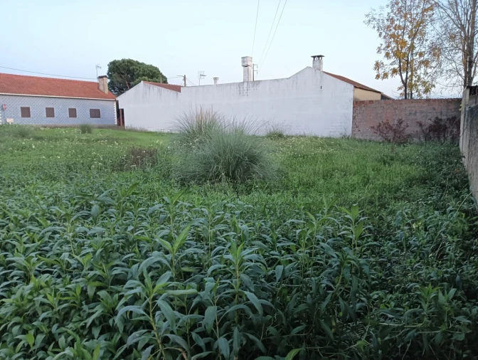 Terreno para Venda em Bustos, Troviscal e Mamarrosa Foto 10