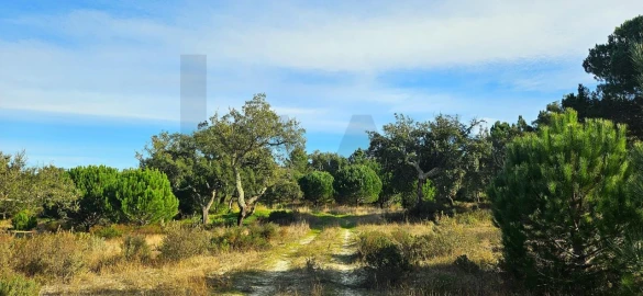 Quinta T4 para Venda em Melides