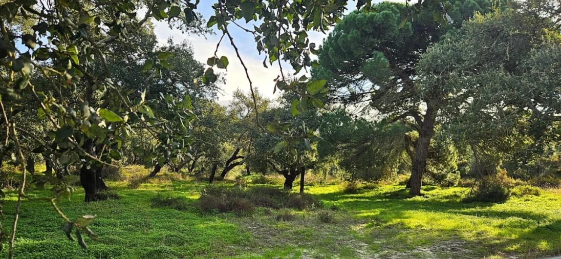 Quinta T4 para Venda em Melides Foto 9