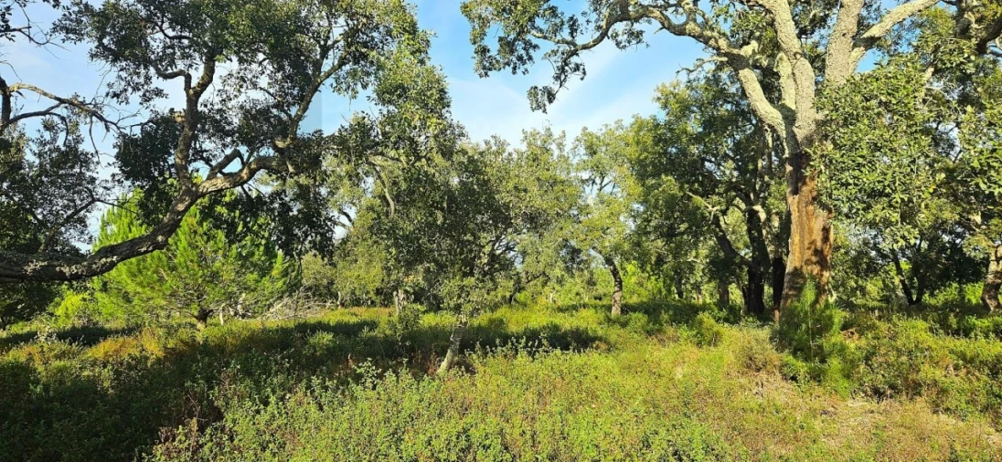 Quinta T4 para Venda em Melides Foto 12