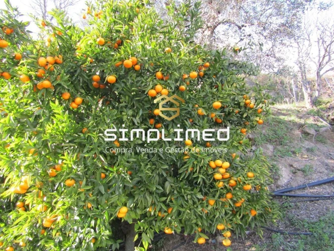 Terreno para Venda em Gonçalo Bocas Foto 20