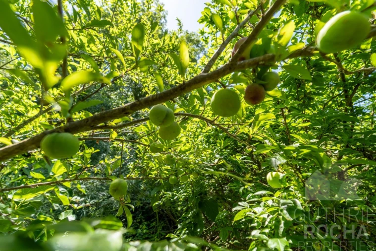 Quinta T3 para Venda em Aljezur Foto 28