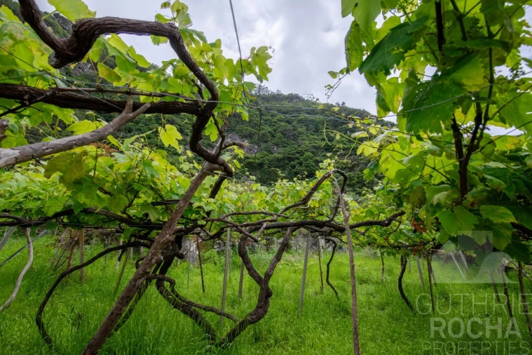 Terreno para Venda em São Jorge Foto 9