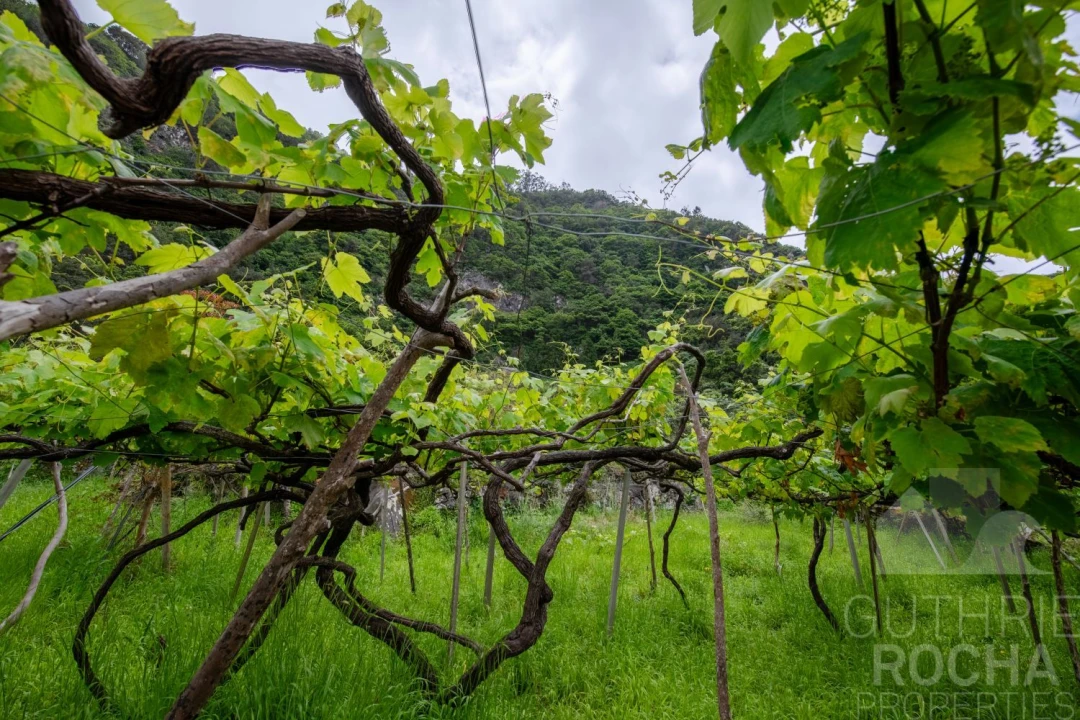 Terreno para Venda em São Jorge Foto 9