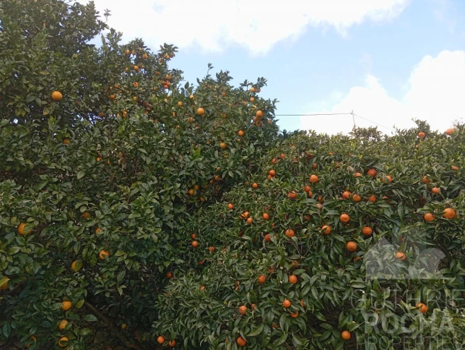 Quinta T0 para Venda em Monchique Foto 24