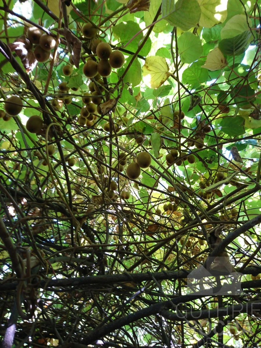 Quinta T0 para Venda em Monchique Foto 23