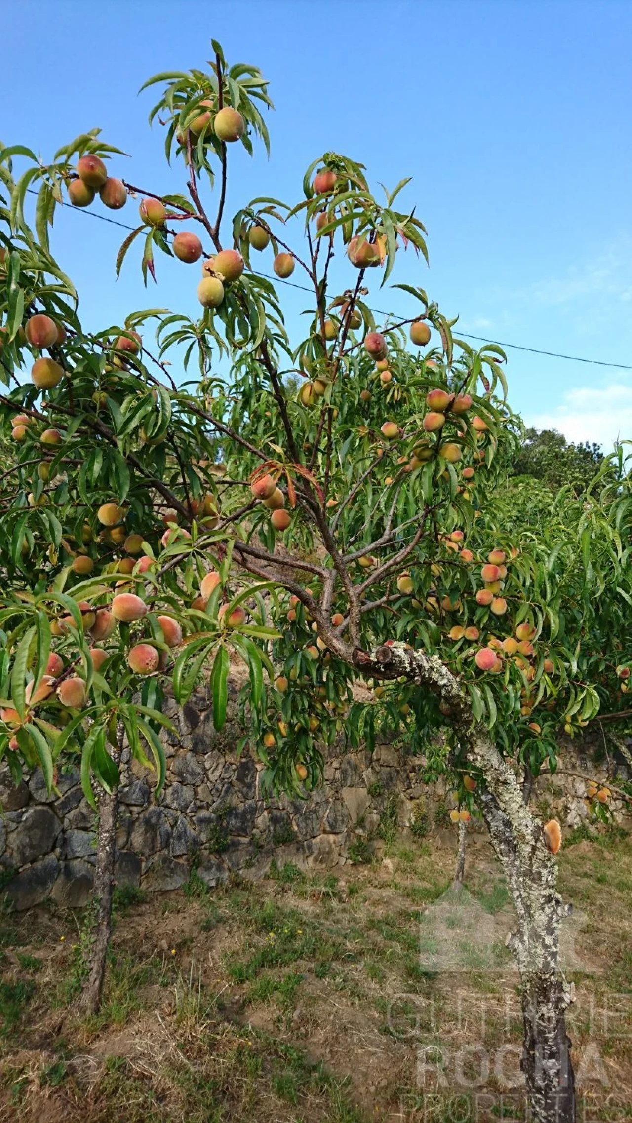 Quinta T0 para Venda em Monchique Foto 22