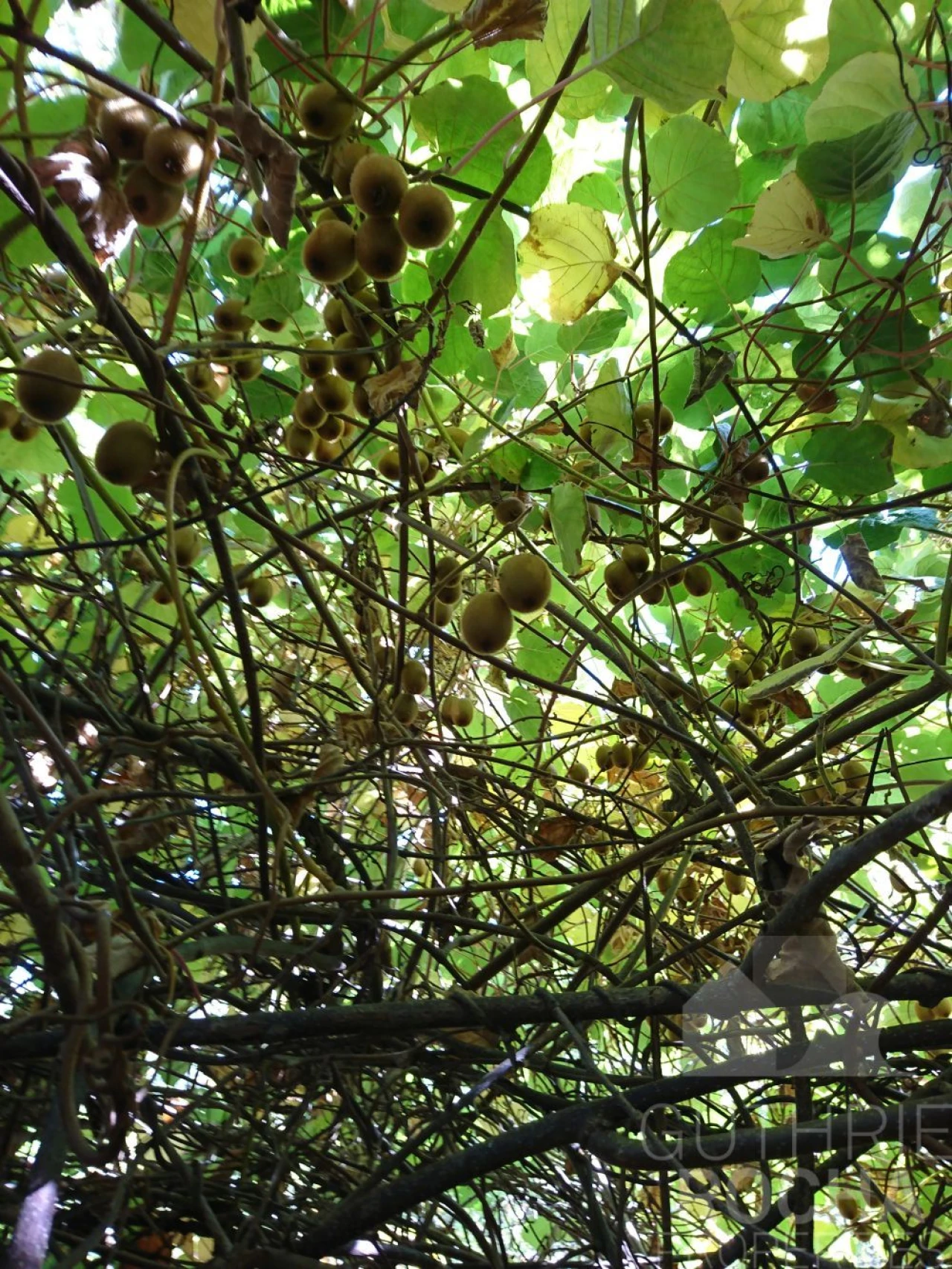 Quinta T0 para Venda em Monchique Foto 23