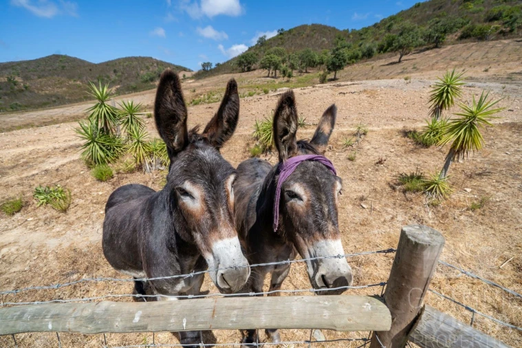 Quinta T4 para Venda em Aljezur Foto 31