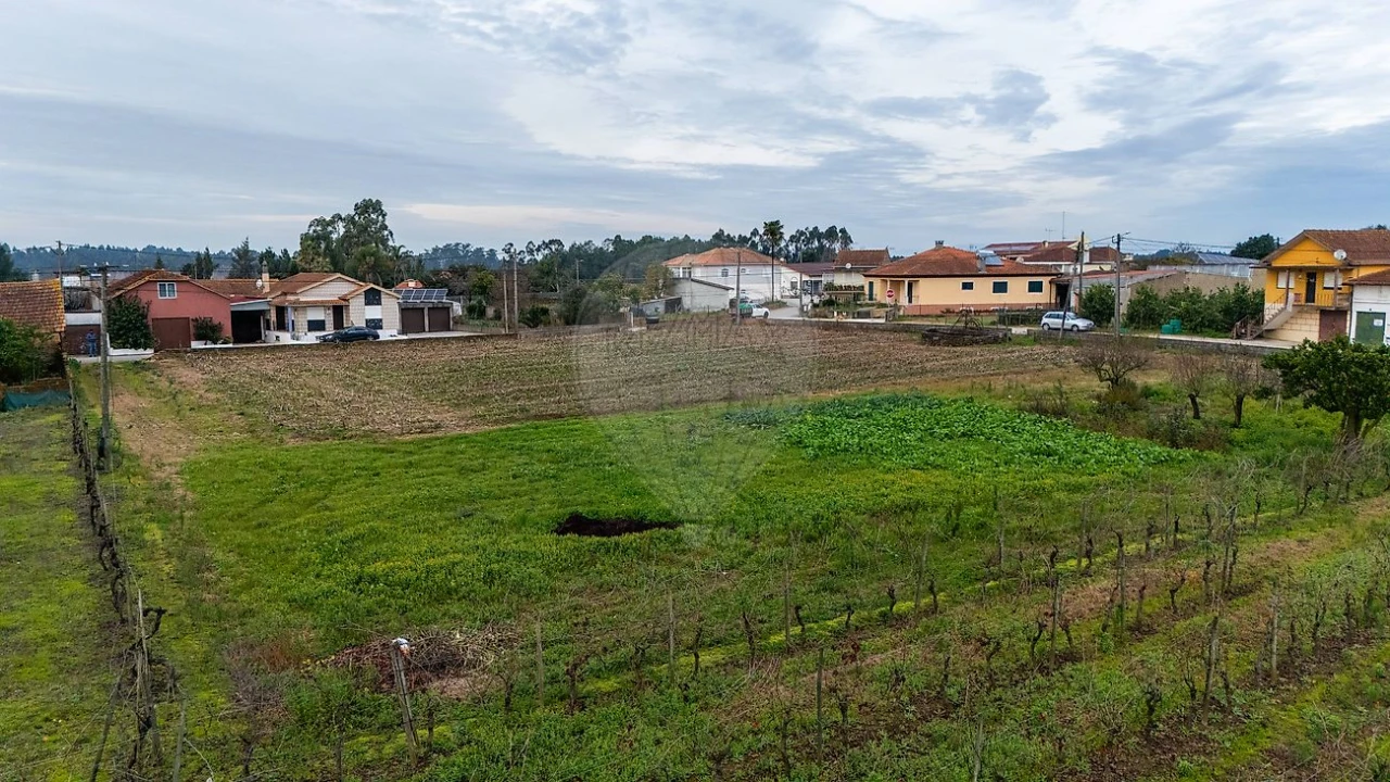 Terreno para Venda em Bustos, Troviscal e Mamarrosa Foto 15