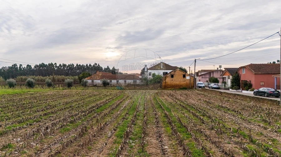 Terreno para Venda em Bustos, Troviscal e Mamarrosa Foto 20