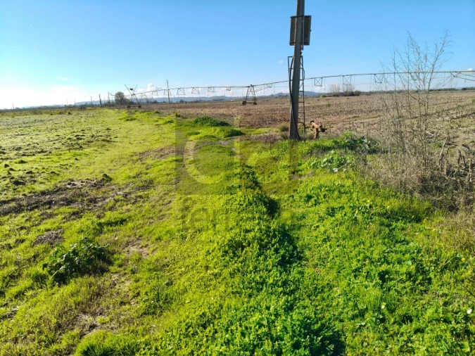 Terreno para Venda em Alpiarça Foto 2