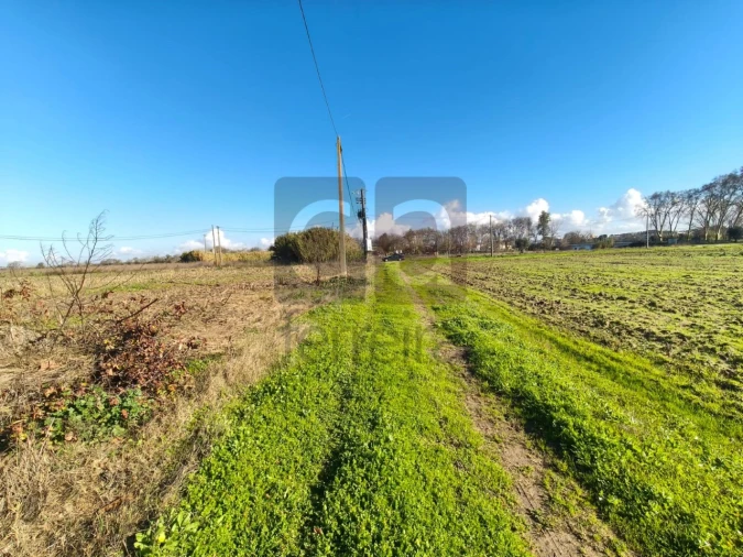 Terreno para Venda em Alpiarça Foto 4